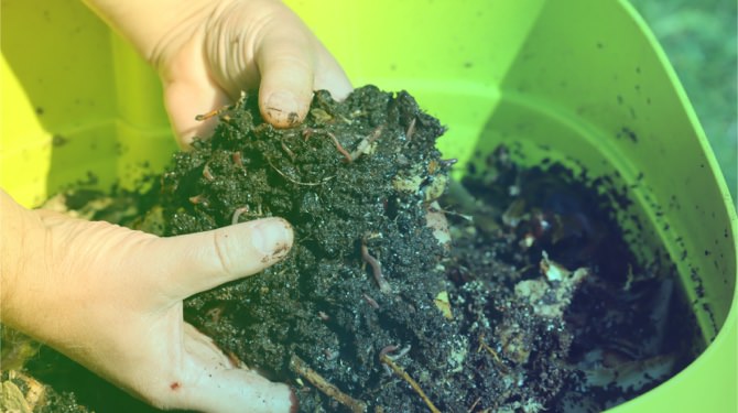 compost generated by organic waste processing