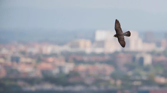Un falco pellegrino in volo