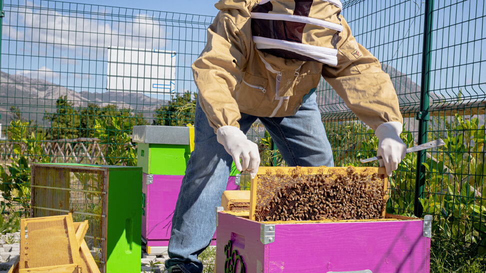Il miele prodotto dalle api del progetto di biomonitoraggio Urbees