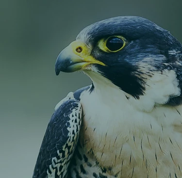 Immagine di un falco pellegrino rapace tutelato da Acea