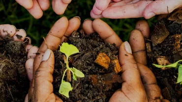 Compost and sustainability