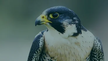 Acea and Ornis Italica for the Peregrine Falcon