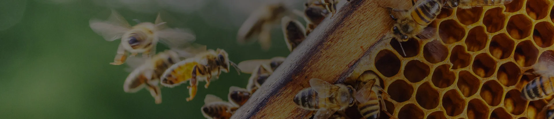 Acea, il volo delle api per monitorare la qualità dell'aria